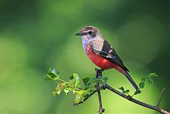 Vermilion Flycatcher